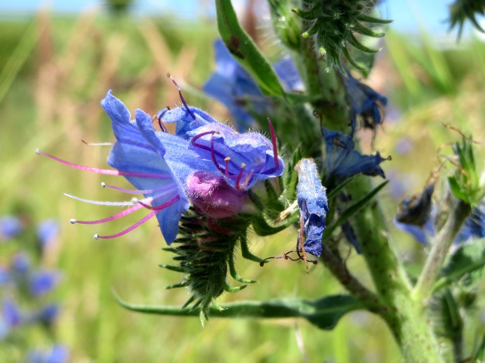 20140523Echium_vulgare3
