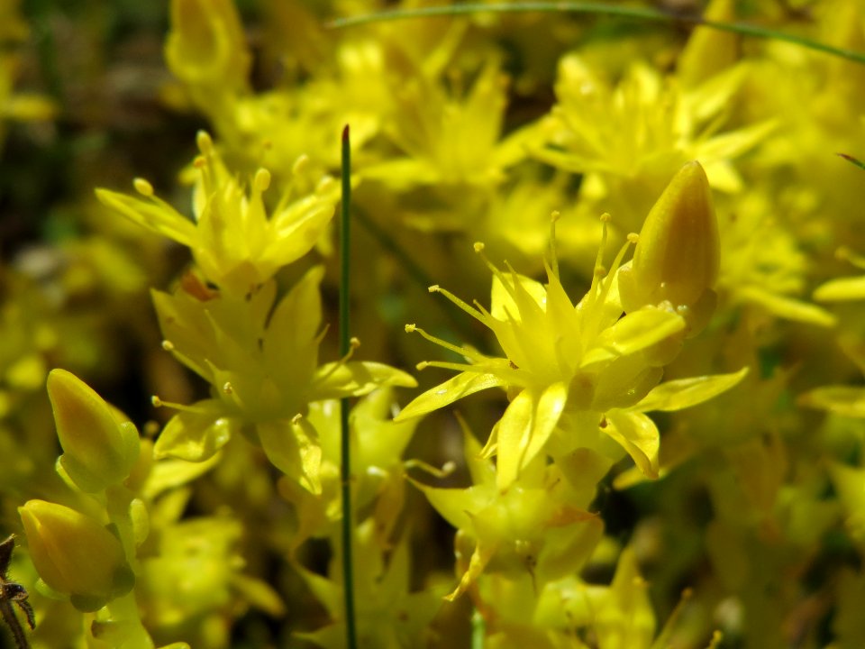 20140606Sedum_acre2