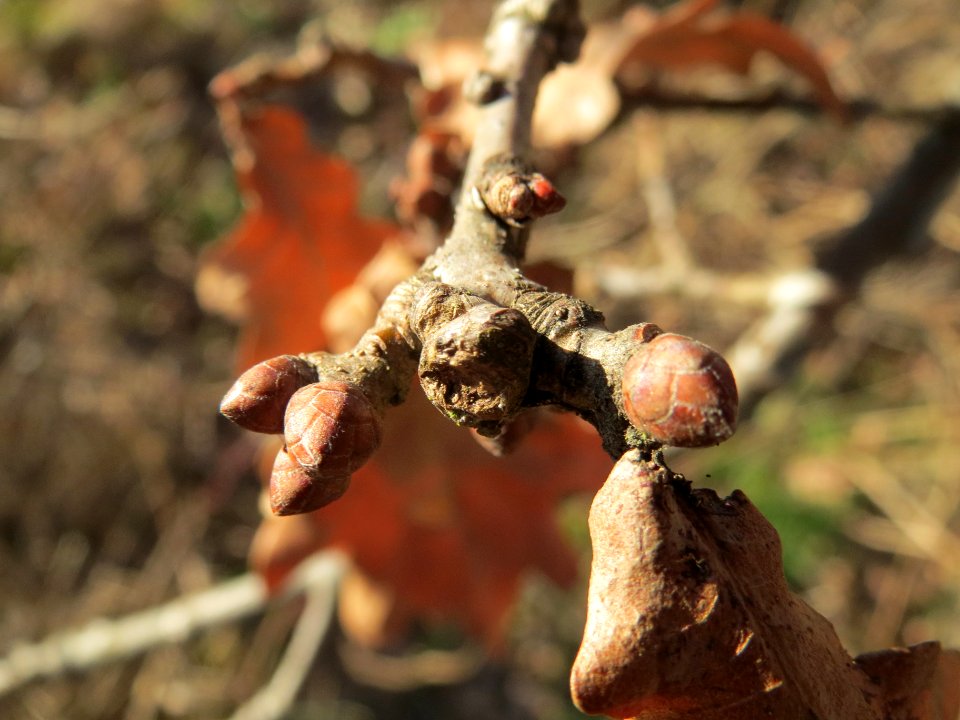 20140217Eiche_Reilingen6