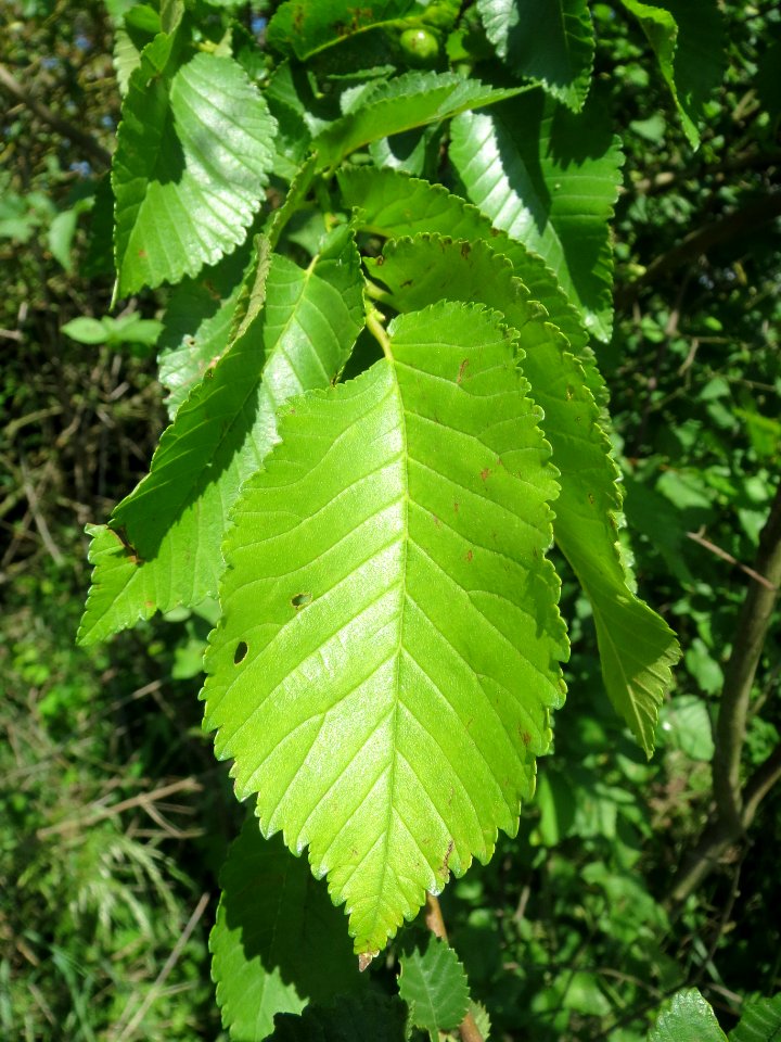 20140517Ulmus_minor2