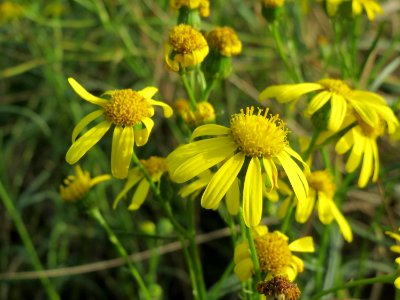 20141015Senecio_inaequidens2