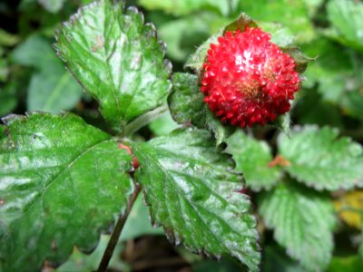 20140529Potentilla_indica2