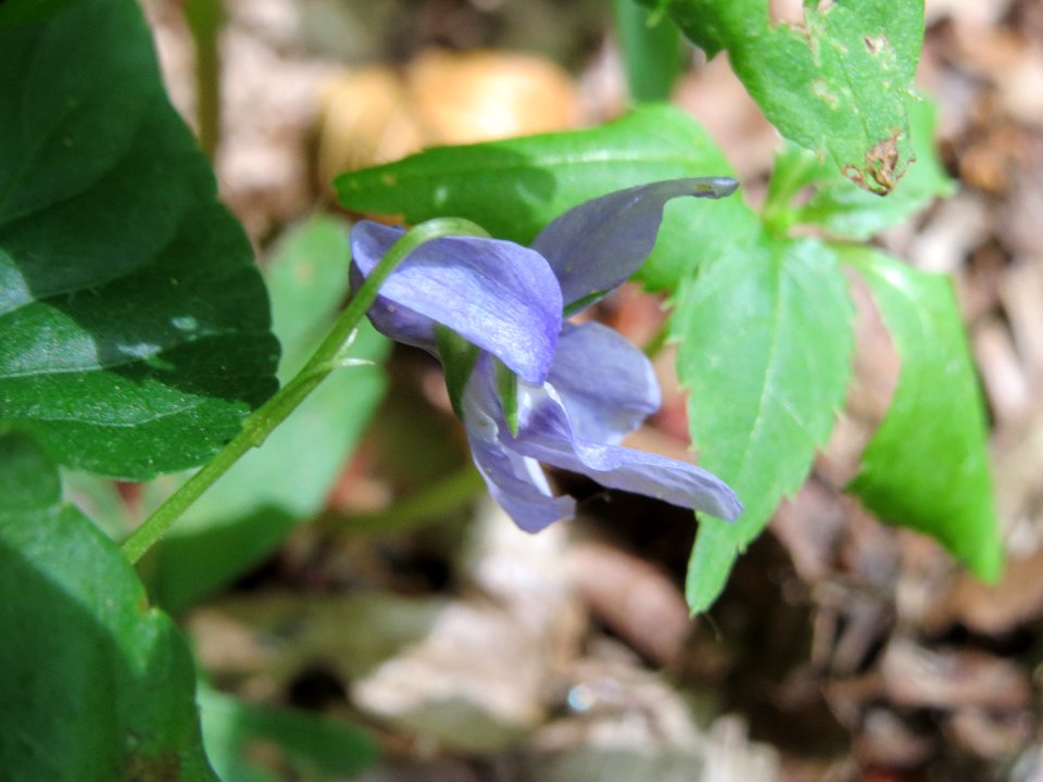 20140606Viola_reichenbachiana2