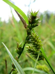 20140518Carex_pallescens8