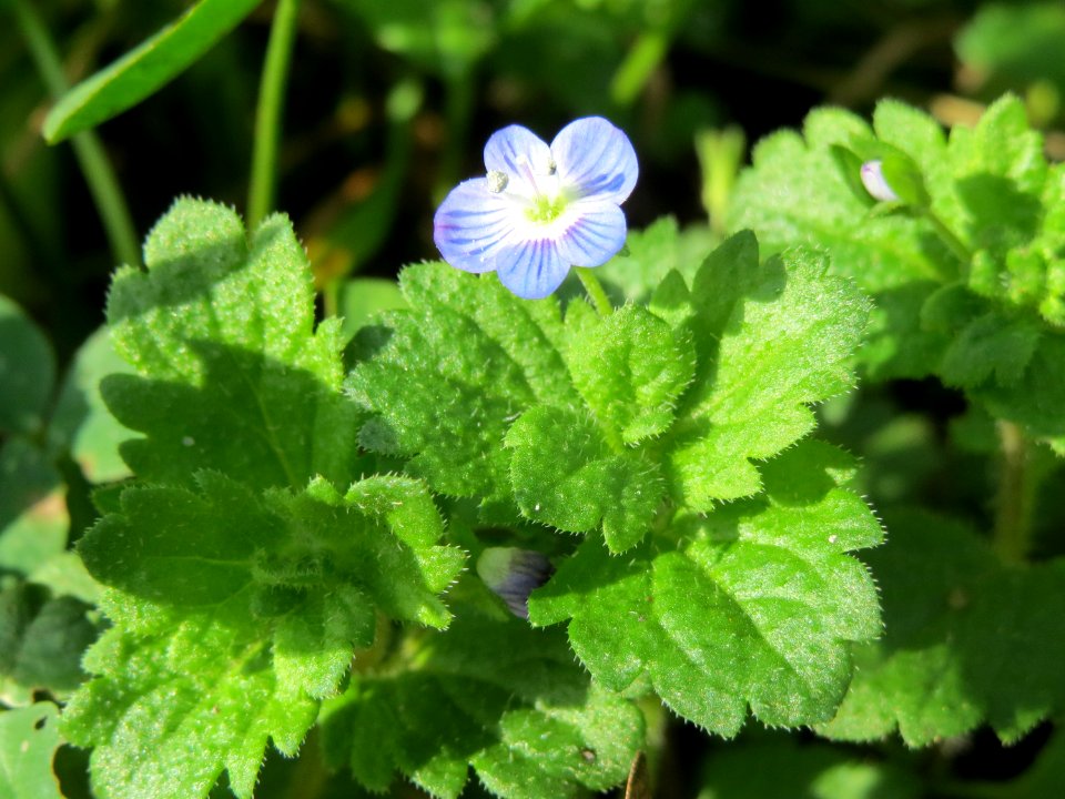 20141015Veronica_persica1