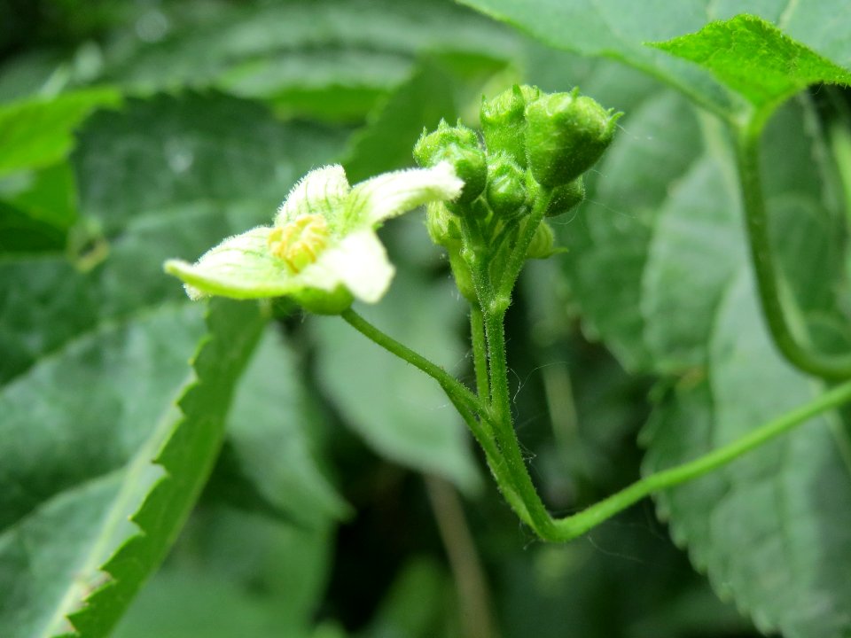 20140607Bryonia_dioica4