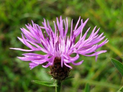 20141017Centaurea_jacea2 photo