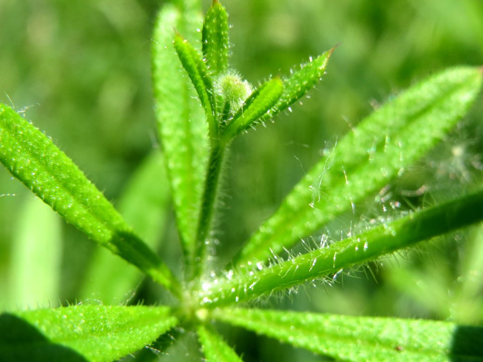 20140519Galium_aparine