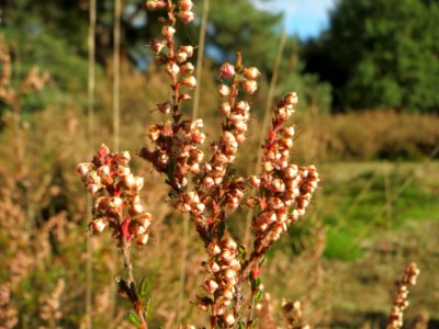 20141017Calluna_vulgaris2
