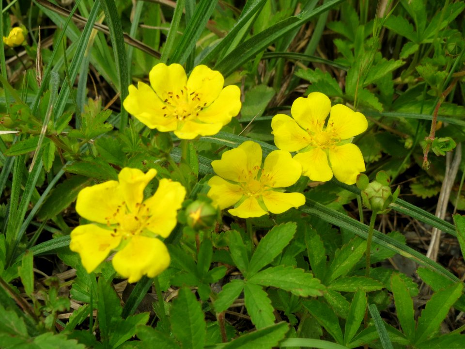 20140526Potentilla_reptans