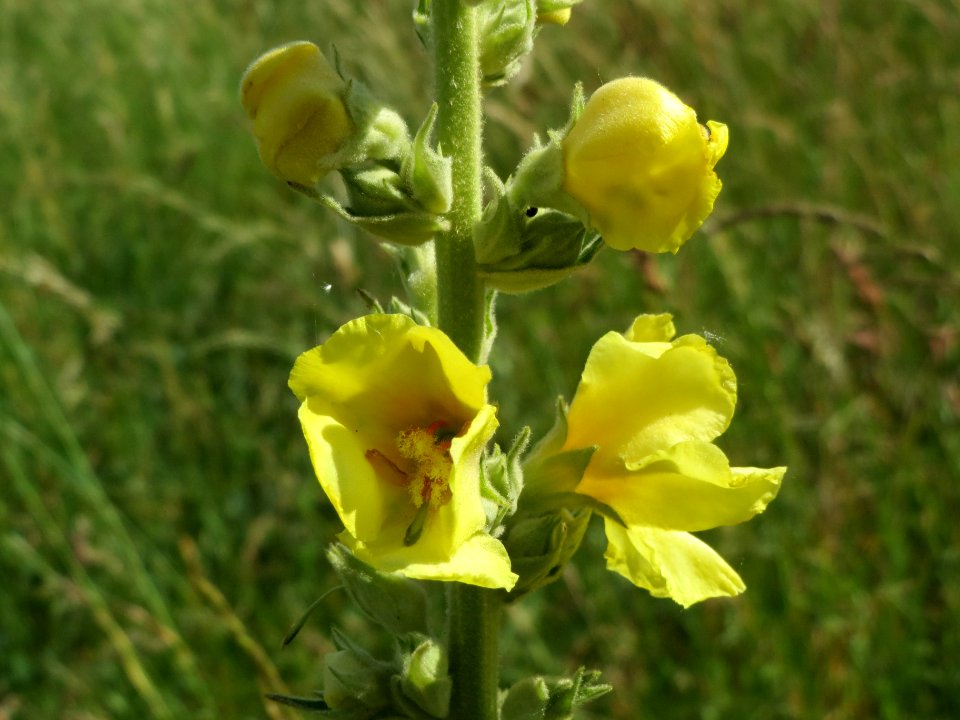 20140605Verbascum_thapsus2
