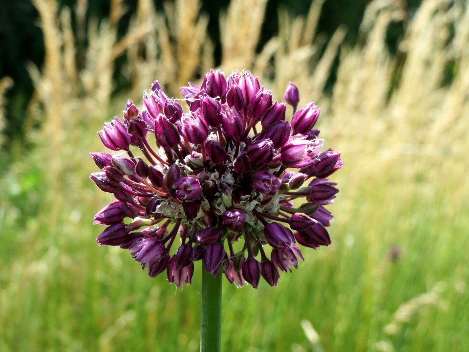20140607Allium_scorodoprasum2