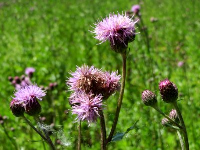 20140606Cirsium_arvense2