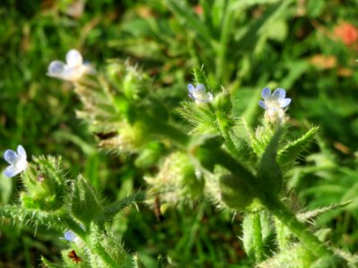 20141017Anchusa_arvensis2