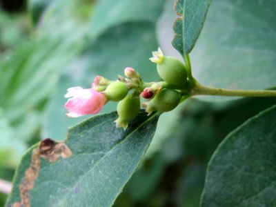 20140602Symphoricarpos_albus3