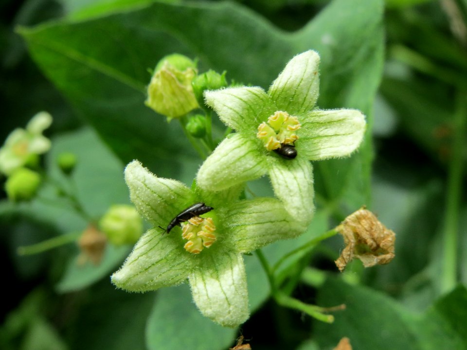 20140607Bryonia_dioica2