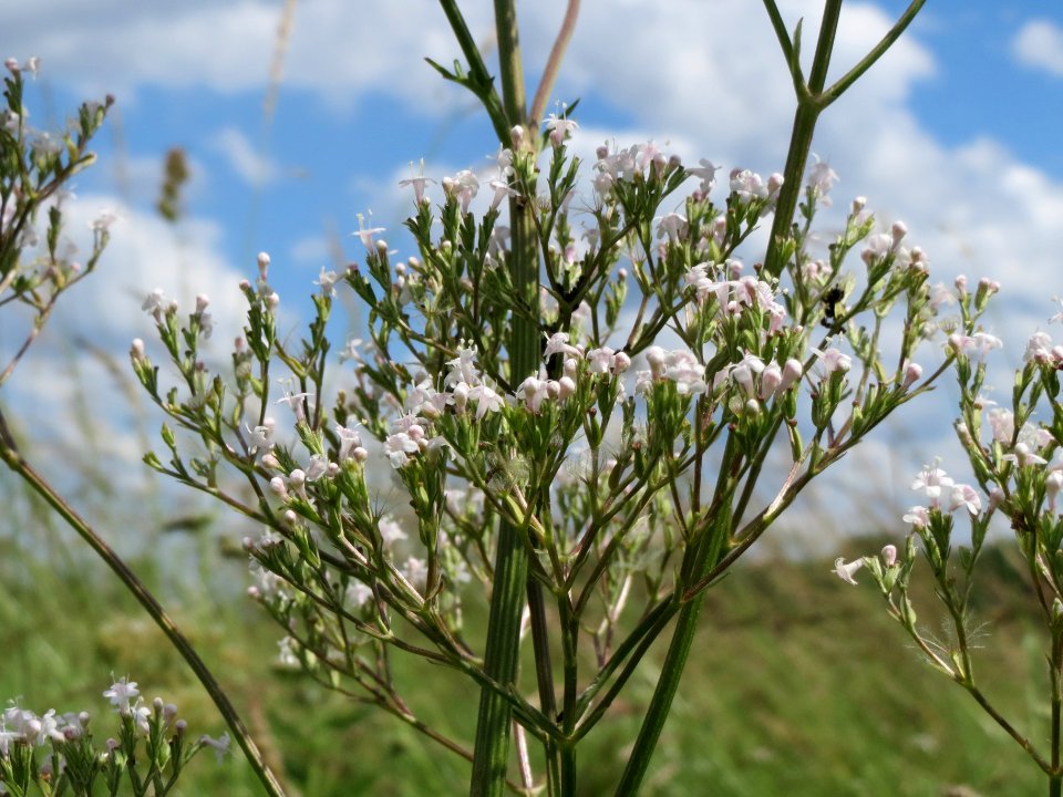 20140605Valeriana_officinalis3