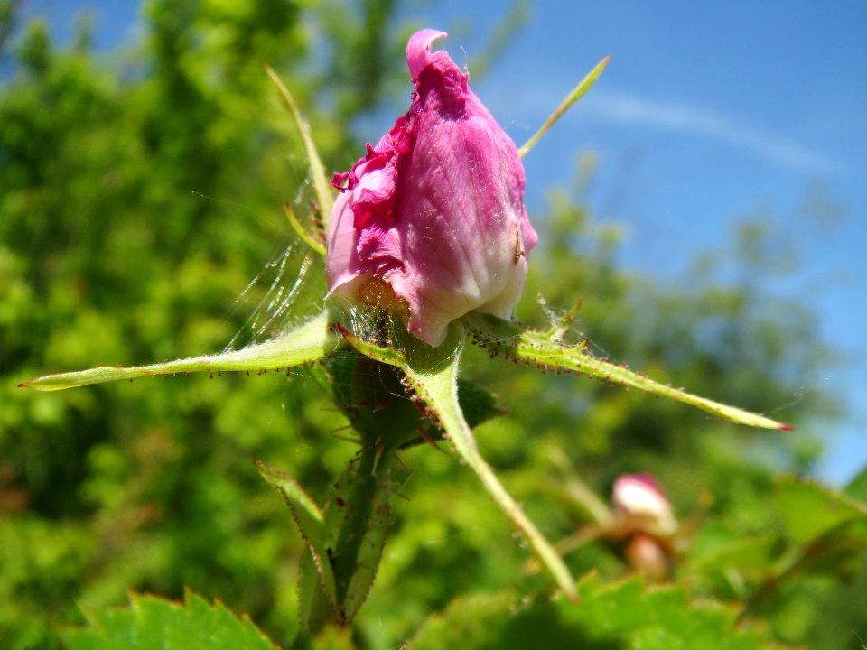 20140520Rosa_rubiginosa6