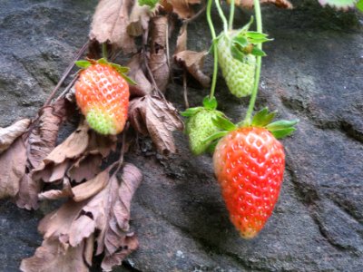 20140529Fragaria_×_ananassa