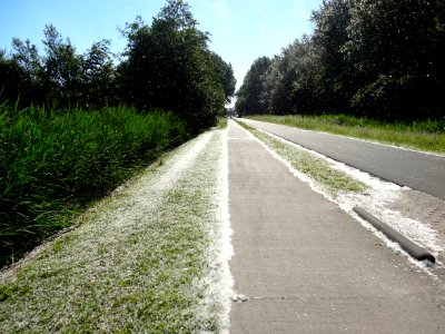 201406060_Populierenpluizen_Bronslaan_Lelystad