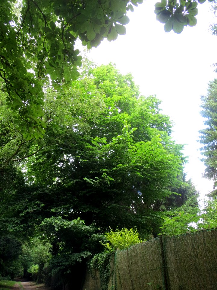 20140602Ulmus_glabra1