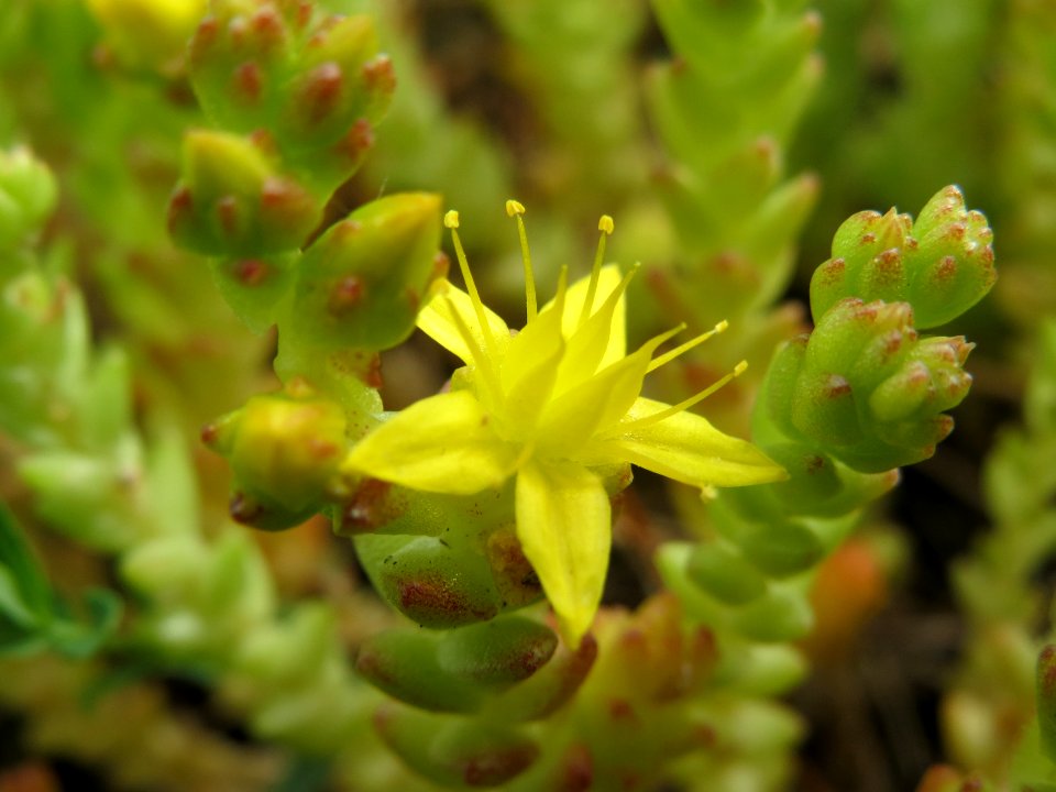 20140521Sedum_acre1