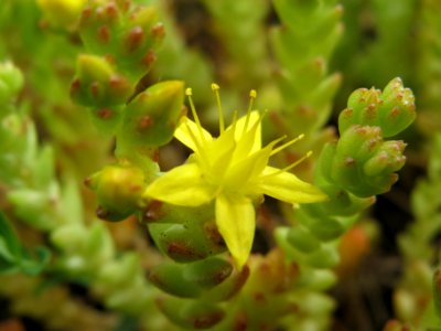 20140521Sedum_acre1