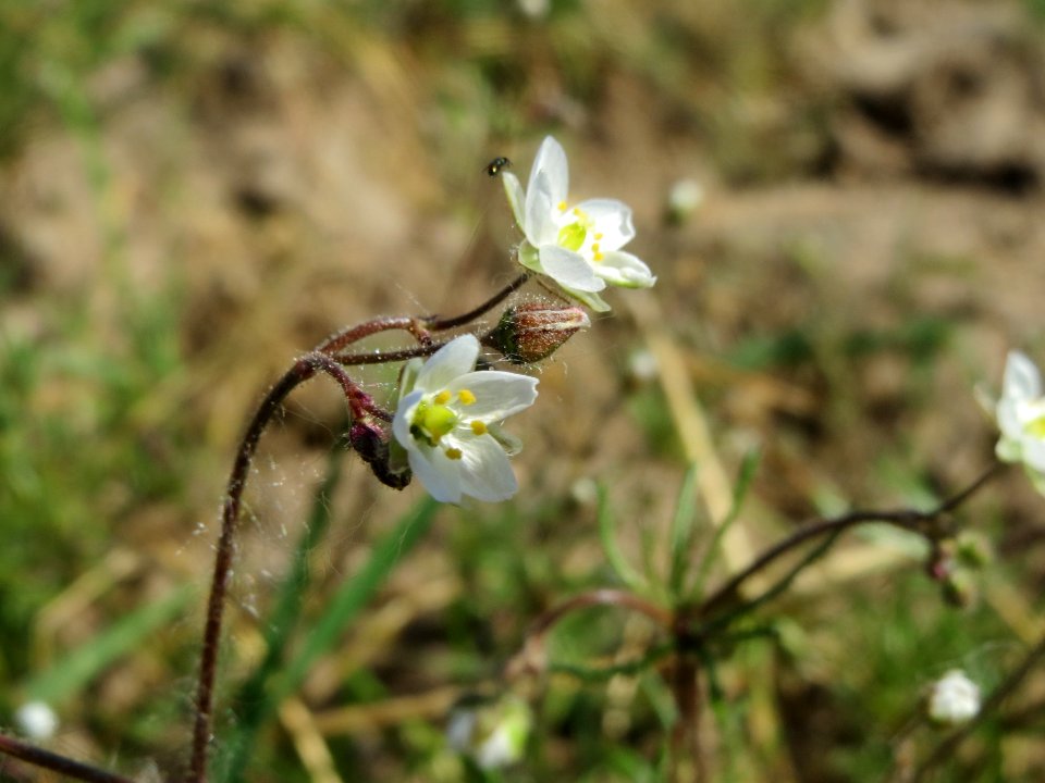 20140520Spergula_arvensis1
