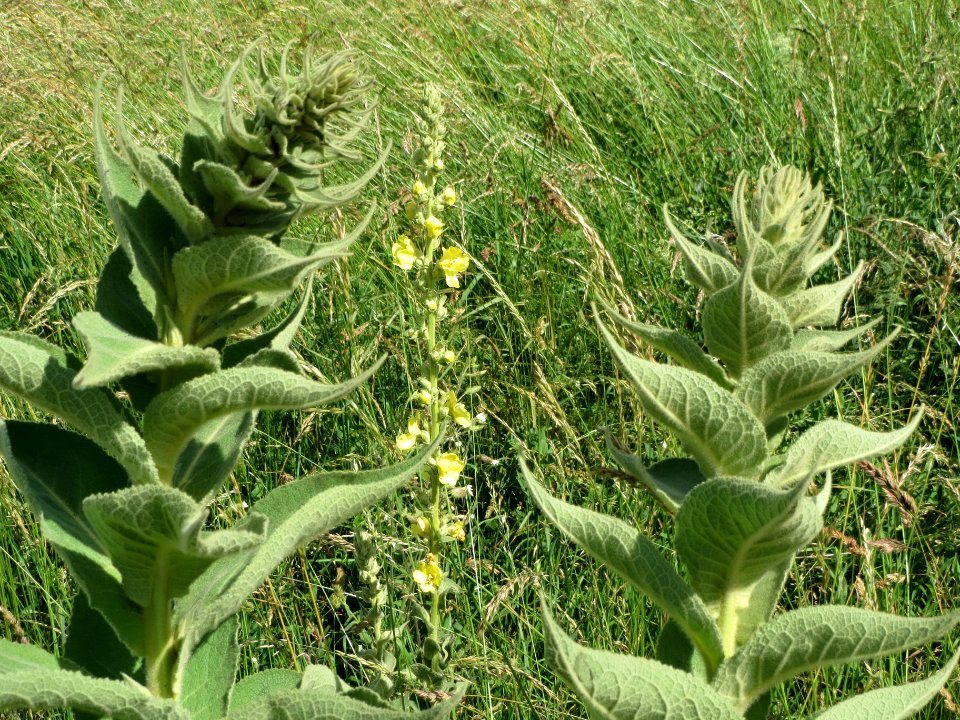 20140605Verbascum_thapsus1