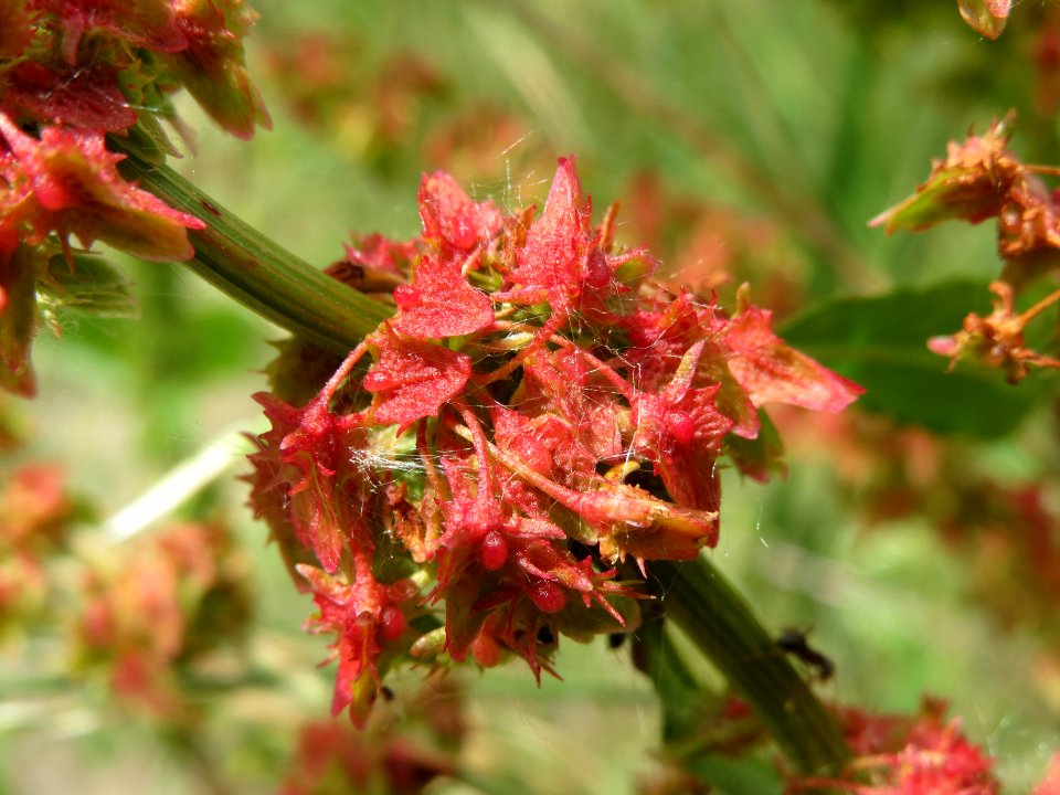 20140522Rumex_acetosa1