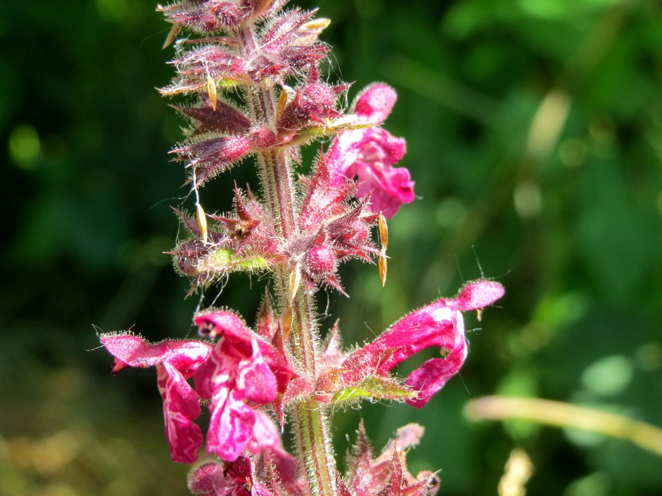 20140606Stachys_sylvatica4