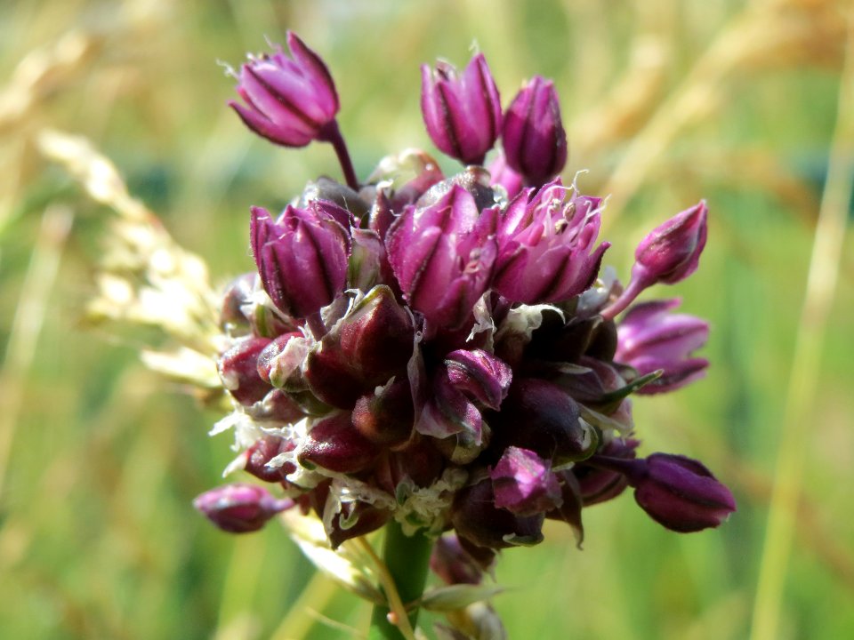 20140607Allium_scorodoprasum4