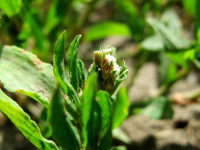 20140605Polygonum_aviculare3