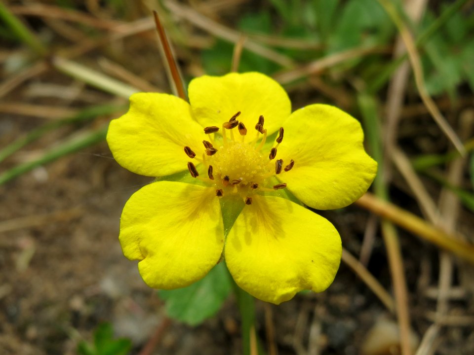 20140522Potentilla_reptans3