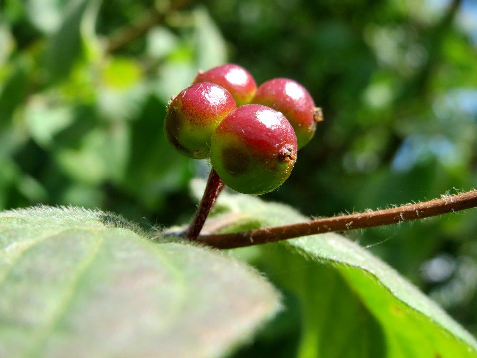 20140605Lonicera_xylosteum1