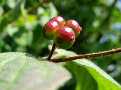 20140605Lonicera_xylosteum1