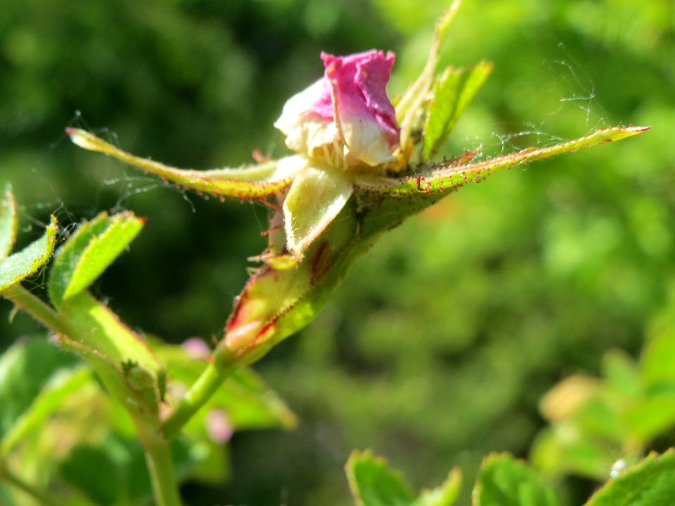 20140520Rosa_rubiginosa7