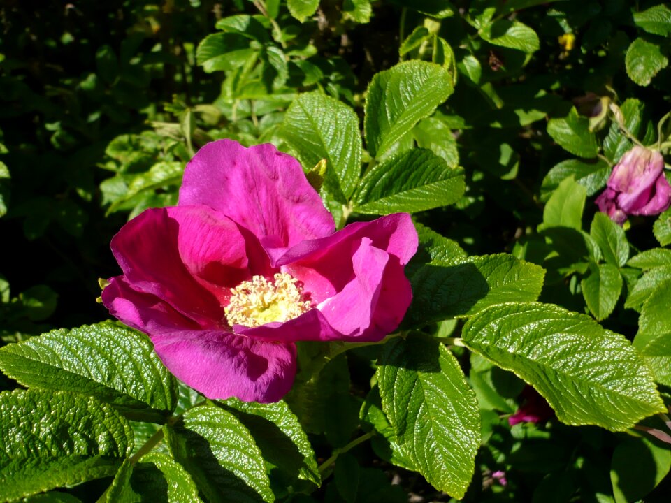 Macro flower blossom photo