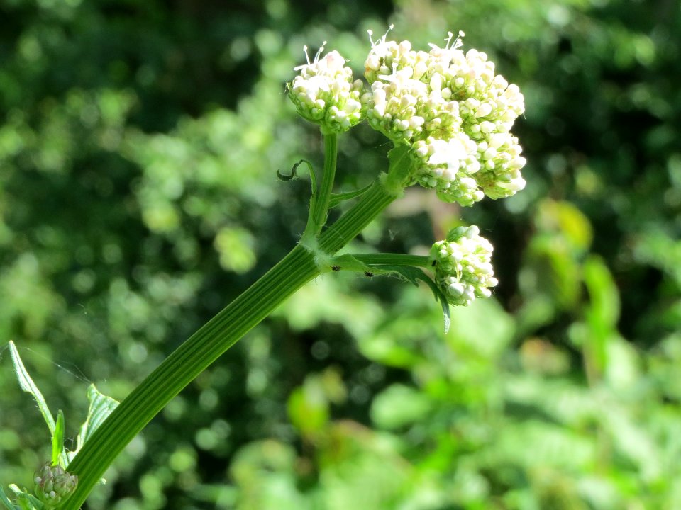 20140606Valeriana_pratensis5