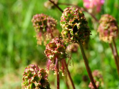 20140505Sanguisorba_minor2