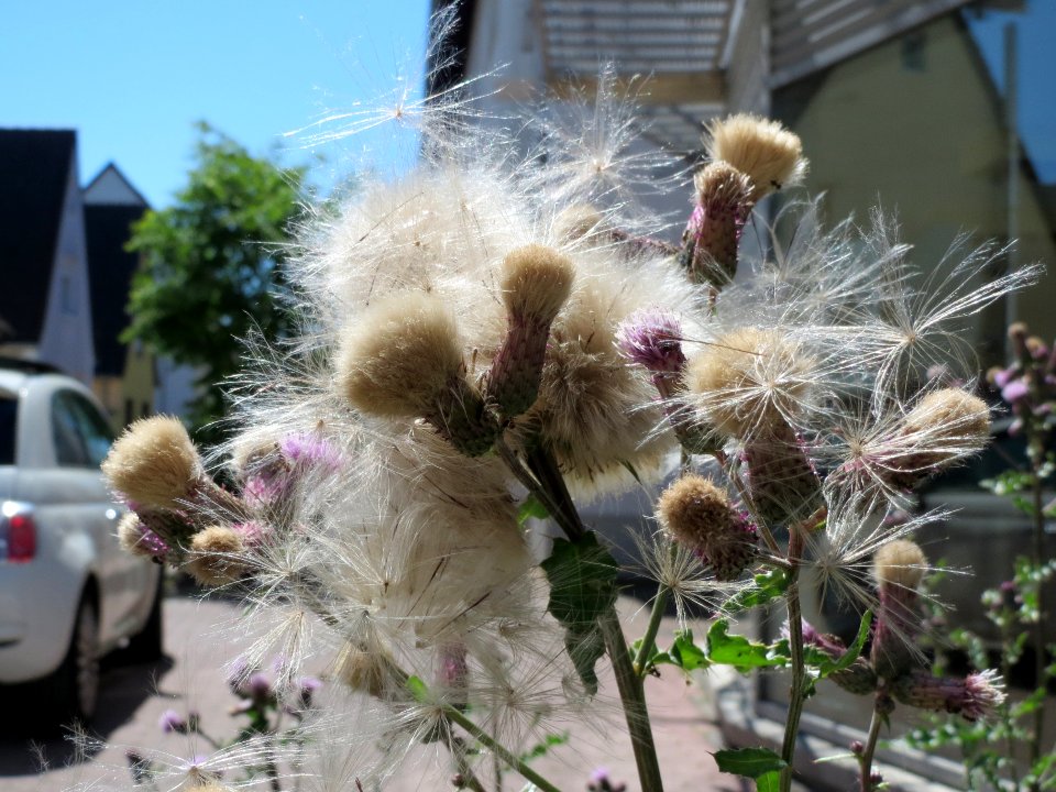 20140606Cirsium_arvense1