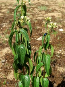 20140523Vincetoxicum_hirundinaria1