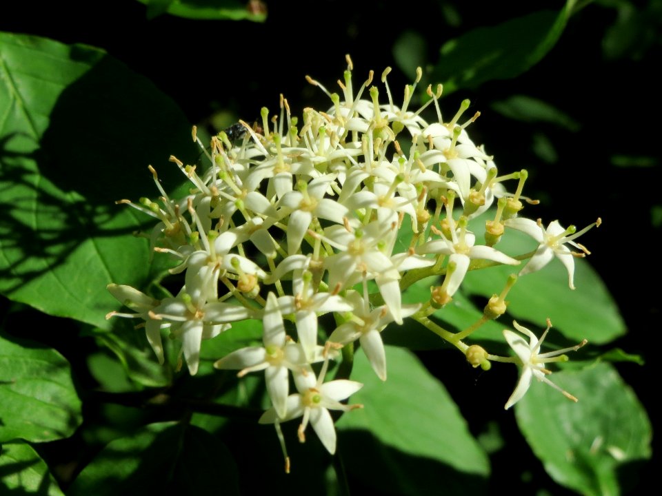 20140523Cornus_sanguinea2