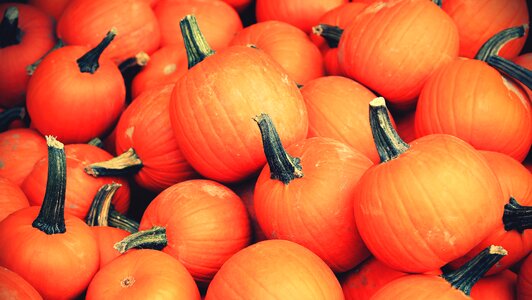 Pile pumpkins vegetables photo