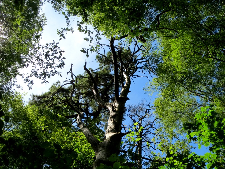 20140606Pinus_sylvestris