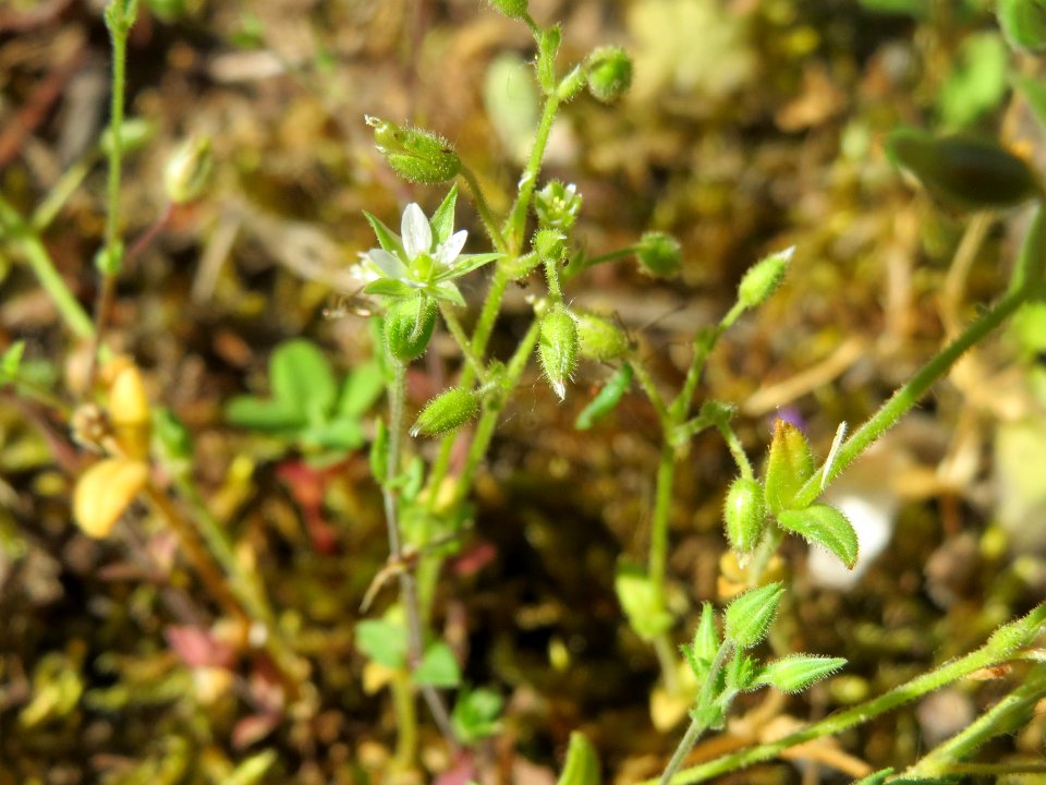 20140523Cerastium_semidecandrum2