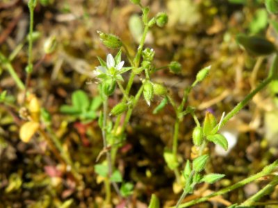 20140523Cerastium_semidecandrum2