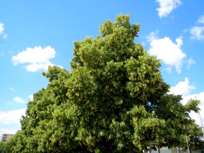 20140605Tilia_cordata1