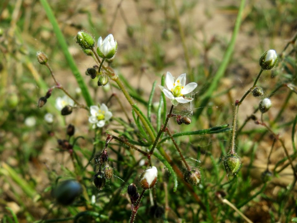 20140520Spergula_arvensis2