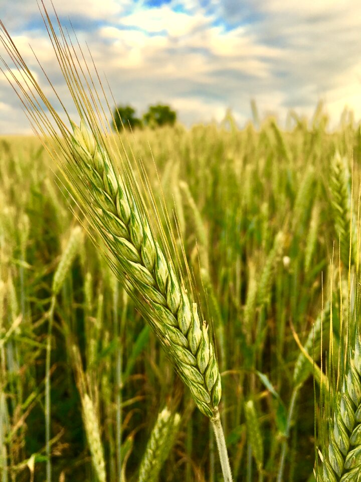 Summer barley nature
